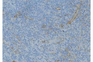 ABIN6276744 at 1/100 staining Human lymph node tissue by IHC-P. (ABO Antikörper  (N-Term))