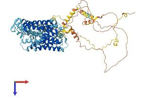 SLC12A8 Protein (AA 1-714) (His tag)