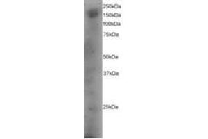 Image no. 1 for anti-Dedicator of Cytokinesis 1 (DOCK1) (AA 1852-1865) antibody (ABIN295982) (DOCK1 Antikörper  (AA 1852-1865))