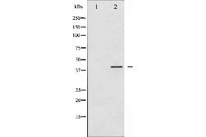 Western blot analysis of VASP phosphorylation expression in PMA treated HeLa whole cell lysates,The lane on the left is treated with the antigen-specific peptide. (VASP Antikörper  (pSer157))