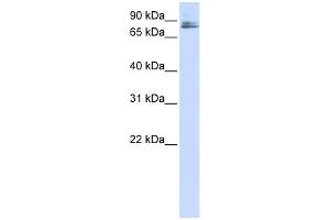 WB Suggested Anti-TMCO3 Antibody Titration:  0. (TMCO3 Antikörper  (N-Term))