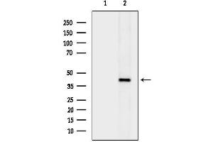 anti-Phosphogluconate Dehydrogenase (PGD) (C-Term) antibody