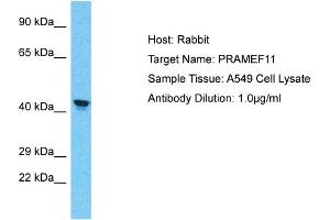 Host: Rabbit Target Name: PRAMEF11 Sample Tissue: Human A549 Whole Cell Antibody Dilution: 1ug/ml (PRAMEF11 Antikörper  (Middle Region))