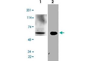 Western Blot analysis of mouse liver tissue lysate and N2a cell lysate with GATA2 polyclonal antibody  at 1:500 dilution.