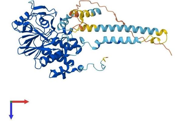 PPP3CC Protein (AA 1-513) (His tag)