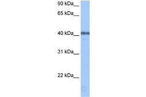 ApoBEC3F antibody used at 0. (APOBEC3F Antikörper  (Middle Region))