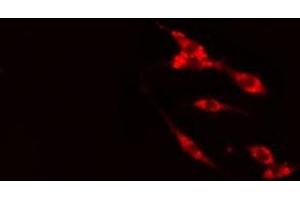 ABIN6275451 staining HeLa cells by IF/ICC. (G3BP2 Antikörper  (C-Term))