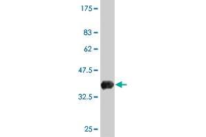 Western Blot detection against Immunogen (37 KDa) . (IDO1 Antikörper  (AA 304-403))