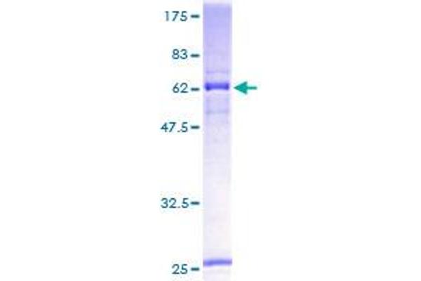 Ceramide Synthase 2 Protein (CERS2) (AA 1-380) (GST tag)