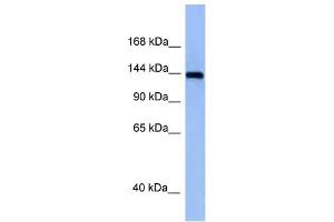 WB Suggested Anti-Tnik Antibody Titration: 1.