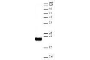 Histone H3K4me0 antibody (rAb) tested by Western blot.