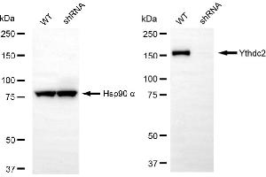 Western blotting analysis using Ythdc2 antibody (ABIN7800884). (Rekombinanter YTHDC2 Antikörper)