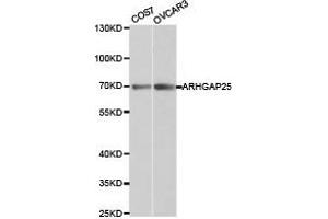 Western Blotting (WB) image for anti-rho GTPase Activating Protein 25 (ARHGAP25) antibody (ABIN1871078)