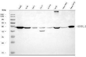 Western blot analysis of GLUD1/2 using anti-GLUD1/2 antibody (ABIN7602000). (GLUD1 / GLUD2 (AA 54-553) Antikörper)
