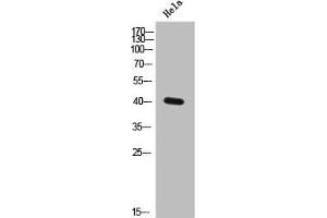 Western Blot analysis of Hela cells using HuB/D Polyclonal Antibody (Elavl2 + Elavl4 (Internal Region) Antikörper)