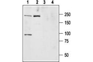 Western blot analysis of ND7/23 cell lysate (lanes 1,3) and rat brain membranes (lanes 2,4): - 1,2. (SCN9A Antikörper  (Intracellular))