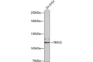 Western blot analysis of extracts of SH-SY5Y cells using TRPC5 Polyclonal Antibody at dilution of 1:2000. (TRPC5 Antikörper)