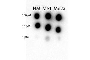Dot blot of Rabbit Anti-STAT3 antibody.
