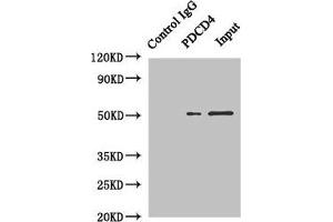 Immunoprecipitating PDCD4 in Hela whole cell lysate Lane 1: Rabbit control IgG instead of (1 μg) instead of ABIN7164693 in Hela whole cell lysate. (PDCD4 Antikörper  (AA 1-260))