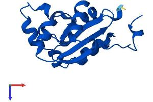 NME2 Protein (AA 1-152) (His tag)