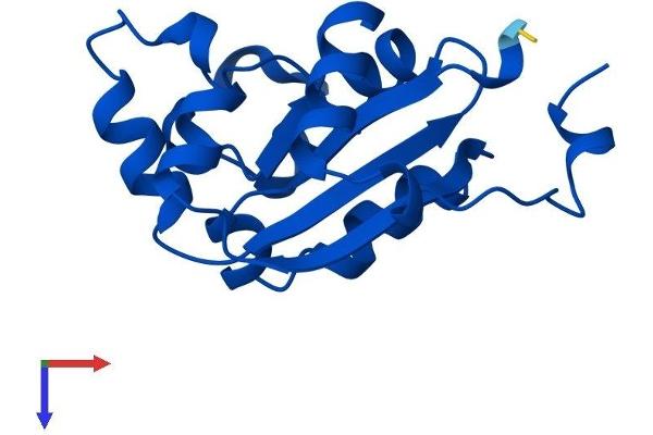 NME2 Protein (AA 1-152) (His tag)