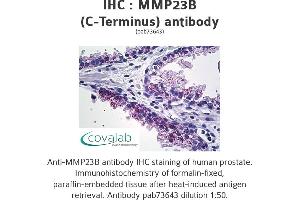 Image no. 1 for anti-Matrix Metallopeptidase 23B (MMP23B) (C-Term) antibody (ABIN1737028) (MMP23B Antikörper  (C-Term))