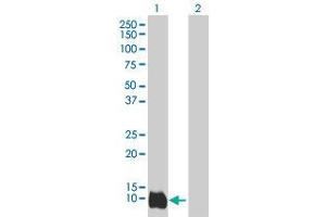 Western Blot analysis of LY6D expression in transfected 293T cell line by LY6D MaxPab polyclonal antibody.