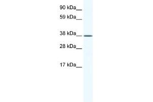 WB Suggested Anti-KLF2 Antibody Titration:  2. (KLF2 Antikörper  (Middle Region))