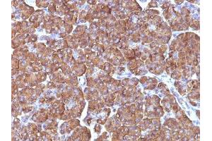 Image no. 1 for anti-Ornithine Decarboxylase 1 (ODC1) antibody (ABIN6188927) (ODC1 Antikörper)
