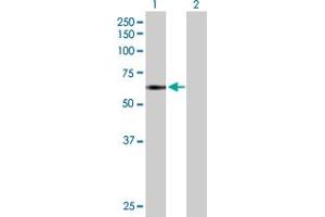 Western Blot analysis of TNIK expression in transfected 293T cell line by TNIK MaxPab polyclonal antibody. (TNIK Antikörper  (AA 1-538))