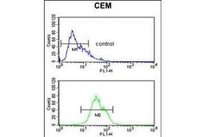 ITGA5 Antibody (C-term) (ABIN651710 and ABIN2840370) flow cytometric analysis of CEM cells (bottom histogram) compared to a negative control cell (top histogram). (ITGA5 Antikörper  (AA 796-822))