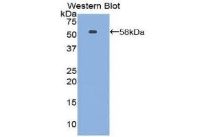 Western Blotting (WB) image for anti-Netrin 1 (NTN1) (AA 313-565) antibody (ABIN1860070) (Netrin 1 Antikörper  (AA 313-565))