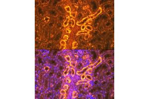 Immunofluorescence analysis of mouse kidney using PDZK1 Rabbit mAb (ABIN7269199) at dilution of 1:100 (40x lens). (PDZK1 Antikörper)