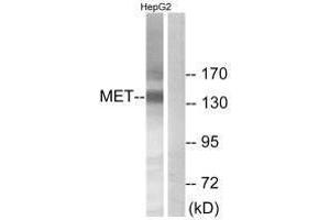 Western blot analysis of extracts from HepG2 cells, using Met (Ab-1234) antibody. (c-MET Antikörper  (Tyr1234))