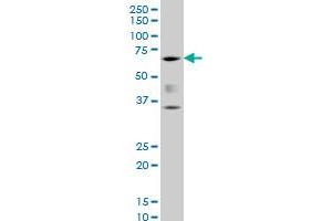 Western Blotting (WB) image for anti-Runt-Related Transcription Factor 2 (RUNX2) (AA 251-350) antibody (ABIN514045)