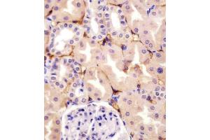 A staining CD73 (NT5E) in human kidney tissue sections by Immunohistochemistry (IHC-P - paraformaldehyde-fixed, paraffin-embedded sections).