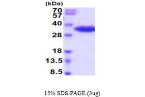 SDS-PAGE (SDS) image for Plasminogen Activator, Tissue (PLAT) (AA 311-562) protein (His tag) (ABIN5854786)