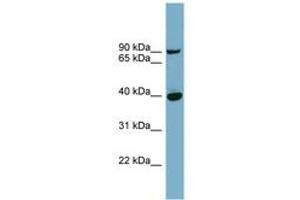 Image no. 1 for anti-Patatin-Like phospholipase Domain Containing 8 (PNPLA8) (AA 359-408) antibody (ABIN6741934) (PNPLA8 Antikörper  (AA 359-408))