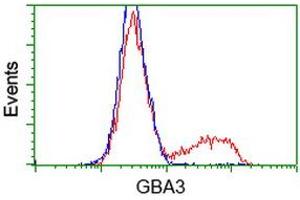 Flow Cytometry (FACS) image for anti-Glucosidase, Beta, Acid 3 (Cytosolic) (GBA3) (AA 1-150), (AA 370-469) antibody (ABIN1490584) (GBA3 Antikörper  (AA 1-150, AA 370-469))