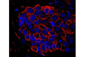 Immunofluorescence (IF) image for anti-IQ Motif Containing GTPase Activating Protein 1 (IQGAP1) (AA 1-50) antibody (ABIN7448978) (IQGAP1 Antikörper  (AA 1-50))
