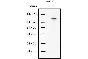 Western blot using  protein A purified anti-UPLC1/ASAP3 antibody shows detection of UPLC1/ASAP3 in NIH/3T3 cells over-expressing the protein. (ASAP3 Antikörper)