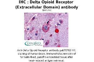 Image no. 1 for anti-Opioid Receptor, delta 1 (OPRD1) (3rd Extracellular Domain) antibody (ABIN1733580) (OPRD1 Antikörper  (3rd Extracellular Domain))