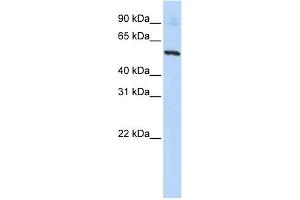 WB Suggested Anti-SLC36A2 Antibody Titration:  0. (SLC36A2 Antikörper  (N-Term))