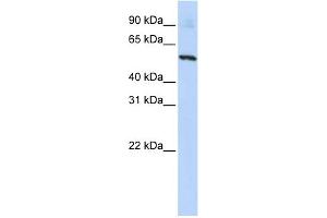 Western Blotting (WB) image for anti-Solute Carrier Family 36 (Proton/amino Acid Symporter), Member 2 (SLC36A2) (N-Term) antibody (ABIN2781742)