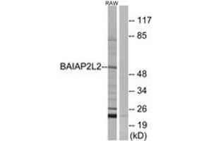 Western Blotting (WB) image for anti-BAI1-Associated Protein 2-Like 2 (BAIAP2L2) (AA 111-160) antibody (ABIN2890169) (BAIAP2L2 Antikörper  (AA 111-160))