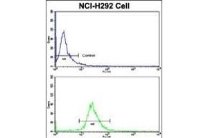 Flow cytometric analysis of NCI- cells using KIF3C Antibody (C-term)(bottom histogram) compared to a negative control cell (top histogram).