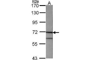 WB Image Sample (30 ug of whole cell lysate) A:NIH-3T3 7. (ANXA6 Antikörper  (C-Term))