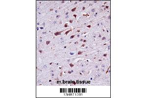 Mouse Ptk2b Antibody immunohistochemistry analysis in formalin fixed and paraffin embedded mouse brain tissue followed by peroxidase conjugation of the secondary antibody and DAB staining. (PTK2B Antikörper  (AA 672-701))