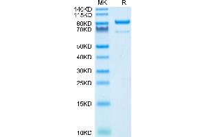 SDS-PAGE (SDS) image for 5'-Nucleotidase, Ecto (CD73) (NT5E) (AA 27-547) protein (Fc Tag) (ABIN7274228)