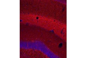 Indirect immunostaining of PFA fixed mouse hippocampus section (dilution 1 : 500; red). (TUBB3 Antikörper)